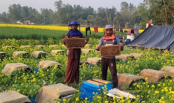 শেরপেুরে উৎপাদিত সরিষা ৭০ভাগ তেলের চাহিদা পূরণ করবে