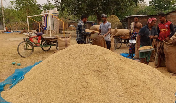 ফুলবাড়ীতে ব্যর্থতা নিয়েই শেষ হচ্ছে ধান-চাল সংগ্রহ অভিযান