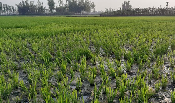 জমির উঠতি ধান কেটে ফেলায় প্রতিপক্ষের বিরুদ্ধে থানায় অভিযোগ