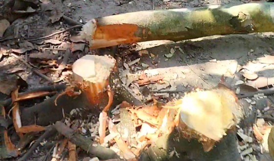 হাতিয়ায় ইউপি সদস্যের নির্দেশে গাছ কেটে জায়গা দখলের অভিযোগ