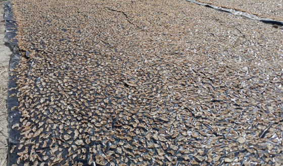 গ্রামজুড়ে চলছে আলুর পাঁপড় তৈরির কাজ