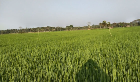 তালায় ইরি বোরো চাষে বাম্পার ফলনের সম্ভাবনা