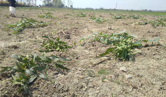 ৫৮০টি আমগাছ উপড়ে ফেলেছে দুর্বৃত্তরা