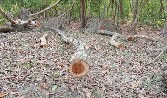 তালতলীতে সংরক্ষিত বনাঞ্চল লুটপাট করে বানিজ্য