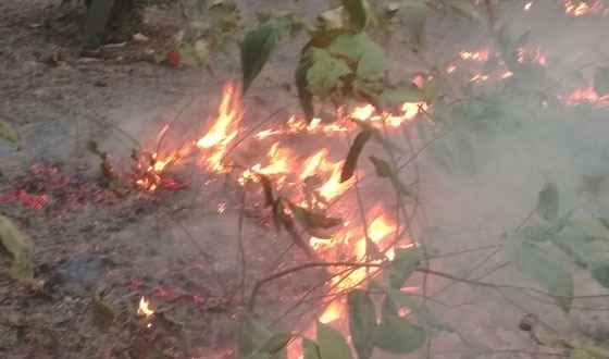 শেরপুর গারো পাহাড়ের জীববৈচিত্র্য হুমকিতে