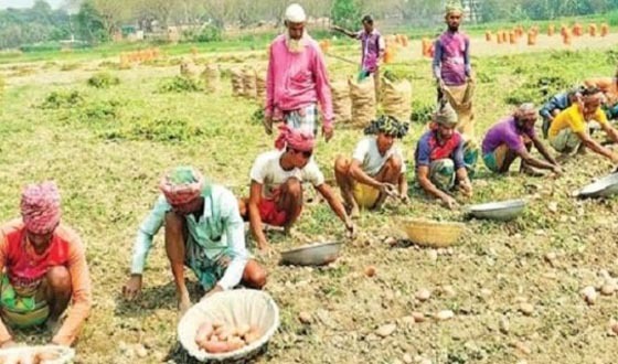 চাঁদপুরে ২লাখ টন আলু উৎপাদিত, ঢ়ুকছে কোল্ড স্টোরেজে