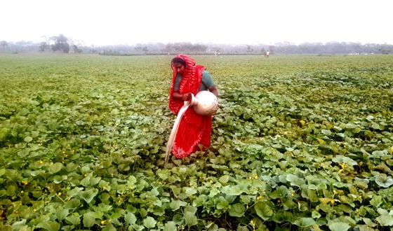 মধুমতির তীরে দিগন্তজোড়া মাঠে বাঙ্গির বাম্পার ফলন