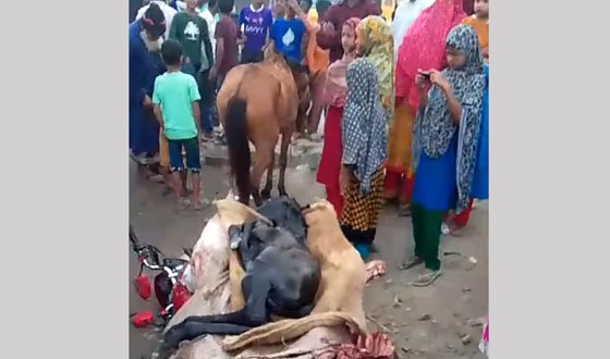 হরিপুরে গরুর মাংসের কথা বলে ঘোড়ার মাংস বিক্রির অভিযোগ