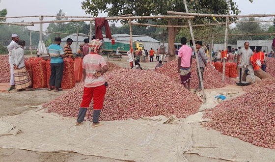 সুজানগরে উঠতে শুরু করেছে মৌসুমী পেঁয়াজ