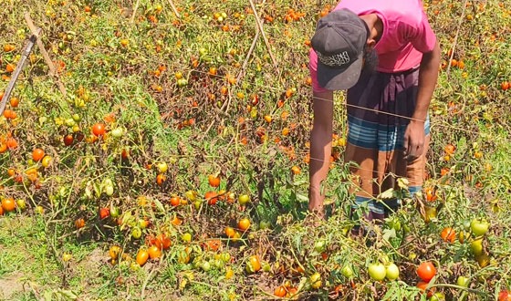 দুর্গাপুরে কৃষক পাচ্ছেনা কাংক্ষিত মূল্য, খেতেই নষ্টহচ্ছে উৎপাদিত টমেটো