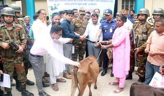 ফুলবাড়ীতে ৭০ জন ক্ষুদ্র নৃ-গোষ্ঠীর মাঝে বকনা গরু বিতরণ
