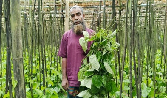নালিতাবাড়ীতে পানের বরজে দুর্বৃত্তদের হামলা