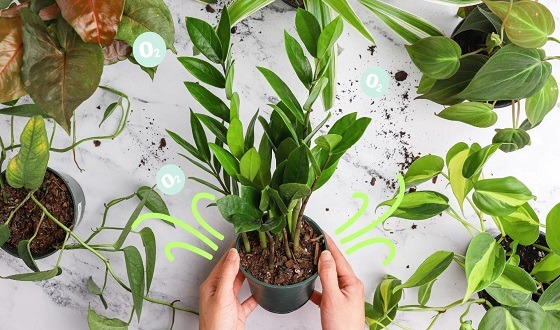 বাতাস বিশুদ্ধ করতে লাগান ইনডোর প্ল্যান্টস