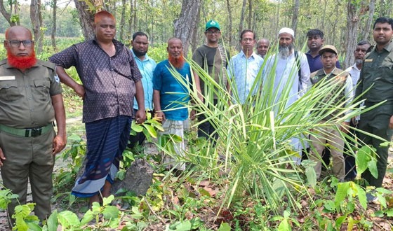 ধর্মপুর ফরেস্ট বিটে দেখা মিলল বাংলাদেশের খেজুর গাছ