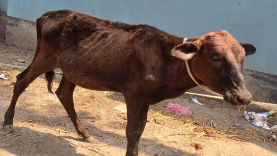 তানোরে ক্ষুদ্র নৃ-গোষ্ঠীর মাঝে রুগ্ন গরু বিতরণের অভিযোগ