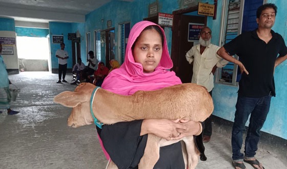 চাঁদা না পেয়ে গৃহবধূর গরু নিয়ে যাওয়ার অভিযোগ