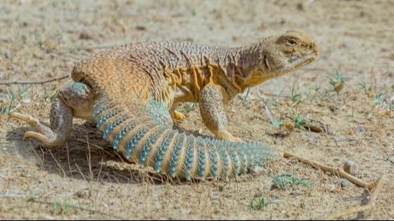 সান্ডা খাওয়া হালাল নাকি হারাম?