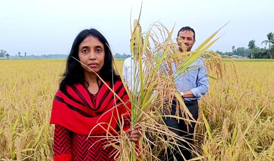 হিলিতে ব্রি ধান ১০১ এর নমুনা শস্য কর্তনের উদ্বোধন