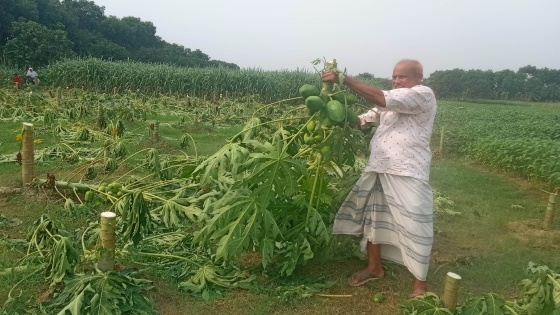 বাঘায়  তিন বিঘা জমির এক হাজার পেঁপে গাছ কেটে সাবাড়