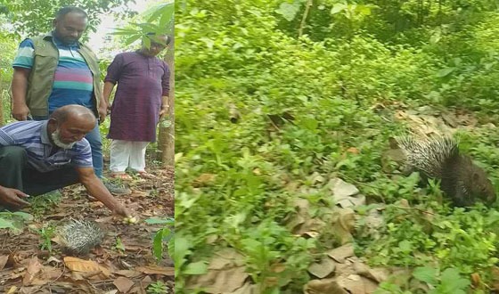 শেরপুরে সজারু উদ্ধার, বনে অবমুক্ত