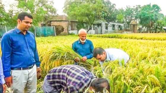 নূর ধানের এক চালেই ভাত পোলাও খিচুড়ি বিরিয়ানি তেহারি