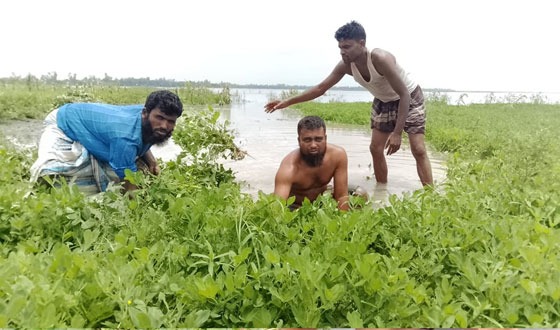 তিস্তার পানি বেড়ে গিয়ে তলিয়ে গেছে বাদামসহ রবিশষ্য