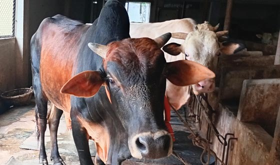 কোরবানির ঈদকে ঘিরে পশুর পরিচর্যায় ব্যস্ত চাঁদপুরের খামারিরা