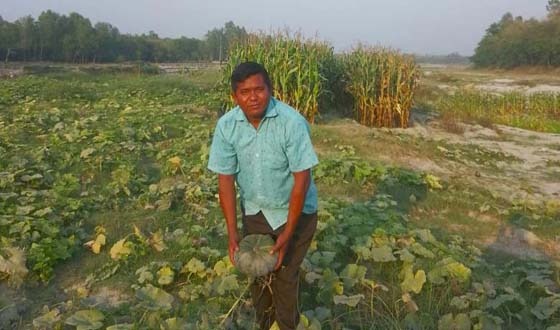 চিরিরবন্দরে আত্রাই নদীর চরে কুমড়া চাষে লাভবান চাষি