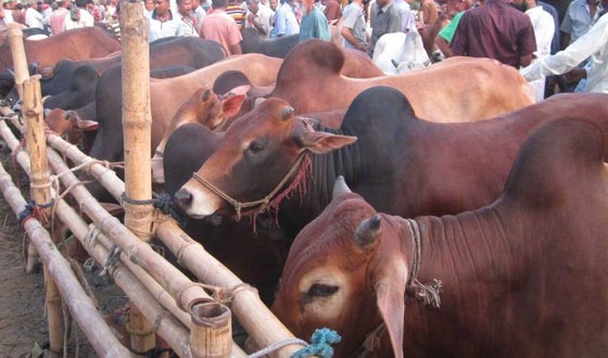 শেরপুরে কোরবানির জন্য প্রস্তুত ৮৫ হাজার ৭৬৩ পশু