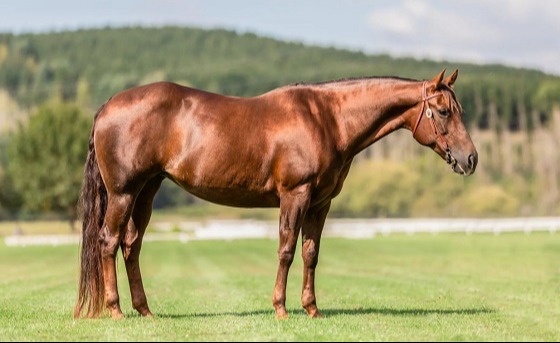 ঘোড়া কোরবানি করা নিয়ে ইসলাম যা বলে