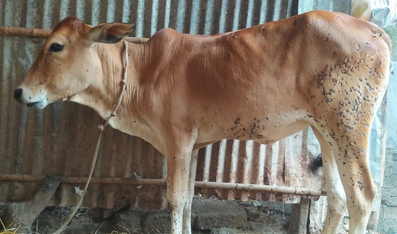 গরুর লাম্পি রোগ, কুরবানির আগে ক্ষতির মুখে হিলির খামারিরা