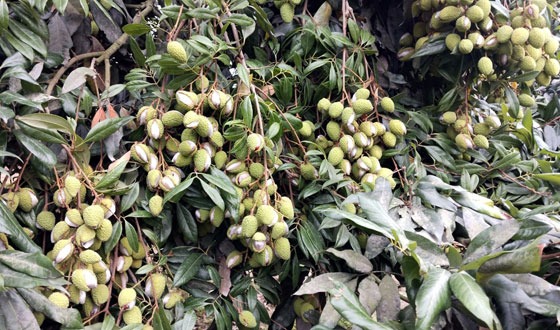 বিরলে টানা তাপদাহের পর ঝড়বৃষ্টি, ফেটে যাচ্ছে লিচু