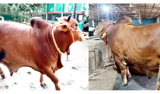 বরিশালের হাট কাঁপাবে রাজা-বাদশা