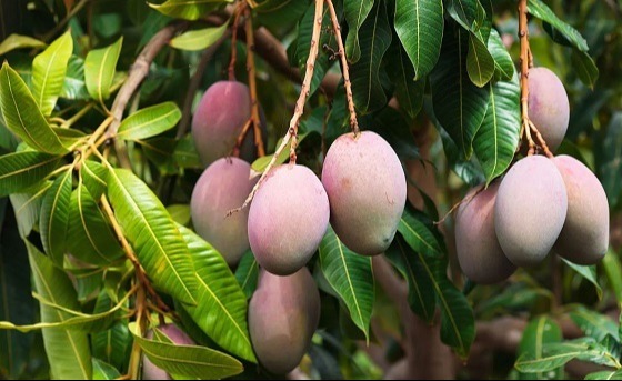 এবার চীনে রপ্তানি হচ্ছে বাংলাদেশের আম