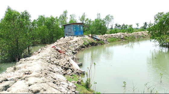 তালতলীতে বনাঞ্চল দখল করে মৎস্য ঘের নির্মাণের মহোৎসব