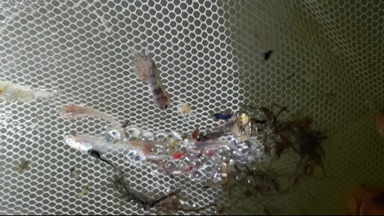 হালদা নদীতে মা মাছ নমুনা ডিম ছেড়েছে, পরিমান একেবারে নগন্য