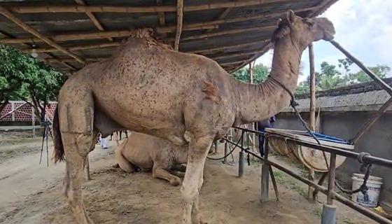 বেনাপোলে চমক নিয়ে এসেছে সাতটি উট