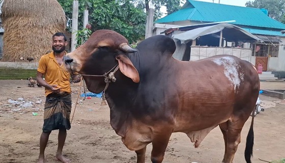 দুর্গাপুরে বাজার কাঁপাতে প্রস্তুত ৩৪ মন ওজনের শান্তলাল