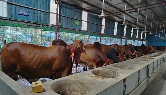 বাবুগঞ্জে ঘরে ঘরে গরুর খামার, বড় গরুর চাহিদা কম