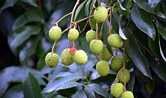 অপরিপক্ক লিচু খেলে শরীরে হতে পারে যেসব বিপদ