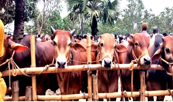 ঘোড়াঘাটে ঈদুল আযহার জন্য প্রস্তুত ১৭ হাজার পশু
