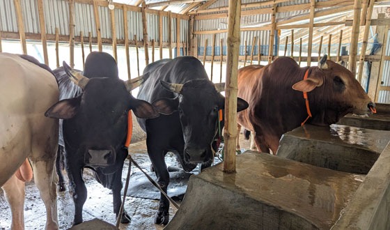 ৩টি ষাঁড় কিনলে, ওমরা ফ্রি