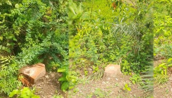 সরকারি গাছ চুরির ঘটনায় আসামীকে গ্রেফতার না করে মামলা উধাও