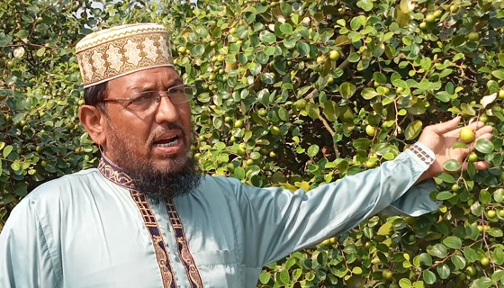 প্রথম বছরেই বারোমাসি কুল চাষে বাজিমাত কলারোয়ার মাওলানা আয়ুব হোসাইন