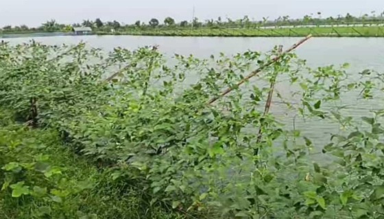 তালার ঘেরে মাছ আর আইলের মাচায় সবজি, কৃষির নতুন কাব্য