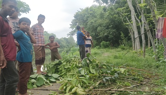 মান্দায় ৩ শতাধিক গাছ কেটে ফেলার অভিযোগ