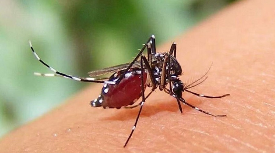 সারা দেশে আশঙ্কাজনক হারে বাড়ছে ডেঙ্গু ও চিকুনগুনিয়া