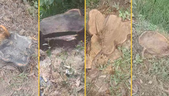 মাধবপুরে এলজিইডি রাস্তার অর্ধ শতাধিক গাছ চুরি