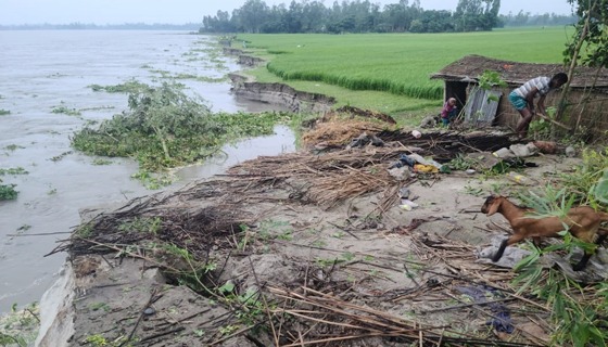 সুন্দরগঞ্জে তিস্তায় তীব্র ভাঙন, ঝুকিতে শতাধিক বসতবাড়ি