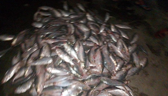 মৎস্য অফিসে কর্মরত মাঠ সহায়ক ও আ'লীগ নেতার সমুদ্রে ইলিশ শিকার